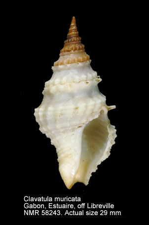 Clavatula muricata (5).jpg - Clavatula muricata (Lamarck,1822)